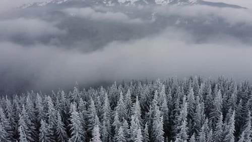 Nature and outdoor cinematic drone footage of winter landscape, Aerial view of snow covered trees