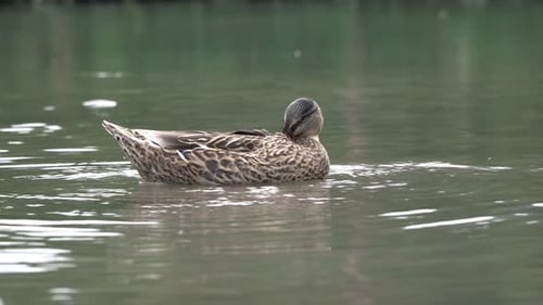 Brown Duck Diving for Food in Pond