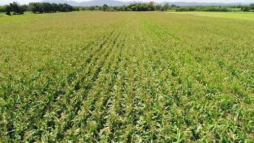 4k Aerial Drone flight over corn plant field.