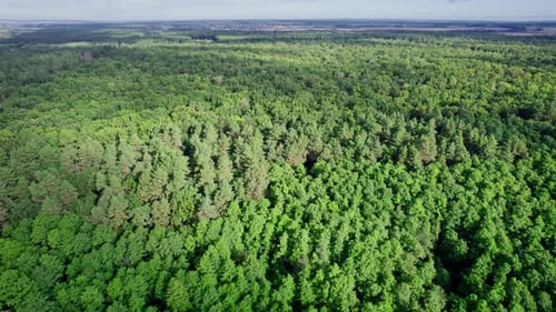 Trees Top View Forest Background