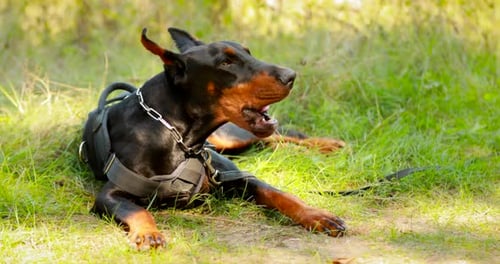 Doberman Pinscher Resting in Green Grass