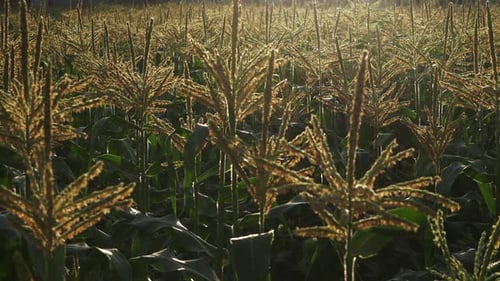 Maisfeld