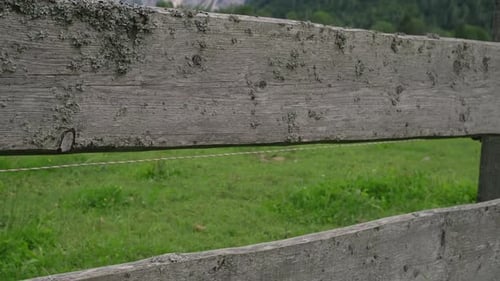Cows on Green Meadow in Alps