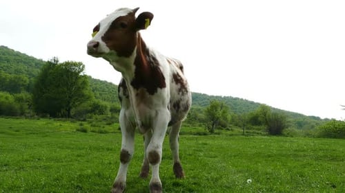 Beautiful Calf