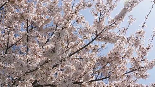 Spring Flower