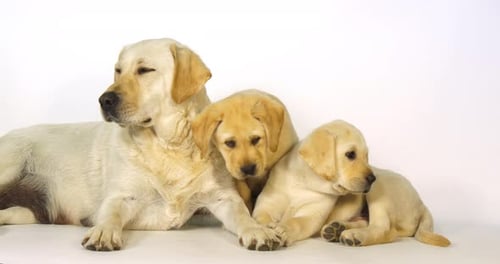 Gelber Labrador-Retriever, Hündin und Welpen auf weißem Hintergrund, Normandie, Zeitlupe 4K