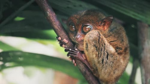 Philippine Tarsier From Island of Bohol Asia