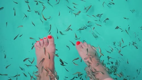 Doctor Fish Cleaning Feet in Turquoise Water