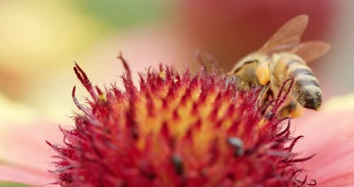 Macro View of Foraging Worker Bee Landing on Bright Pink Flower and Starting Suck Up Nectar Through