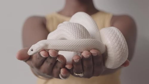 Serpent rat blanc dans les mains d'une femme afro-américaine