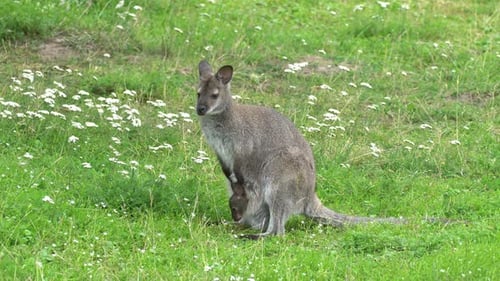 Kangaroo with Joey Standing in Grassy Meadow