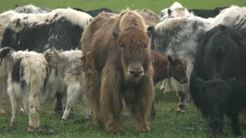 Herde langhaariger Yakherde auf asiatischer Wiese