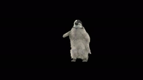 79 Penguin Dancing 4K