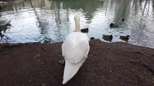 White Swan 9