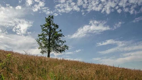 Lonely Tree on Grassy Hill with Blue Sky