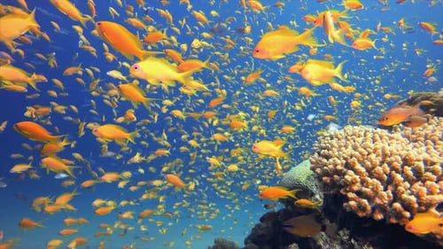 Tropical Coral Garden Orange Fish