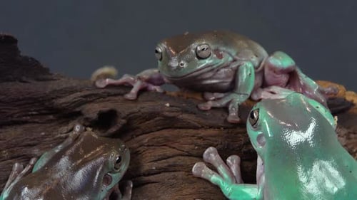 Australische grüne Laubfrösche sitzen auf Holzhaken auf schwarzem Hintergrund. Nahaufnahme