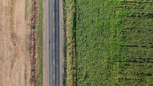 A Topdown Aerial View of a Car Driving Along a Road Along a Sunflower Field on a Summer Morning
