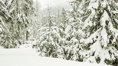 Hermosa nieve esponjosa en las ramas de los árboles. La nieve cae maravillosamente de las ramas de abeto.
invierno