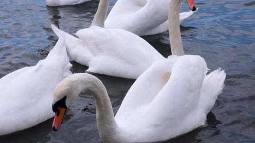 White swans swim in the sea near the shore