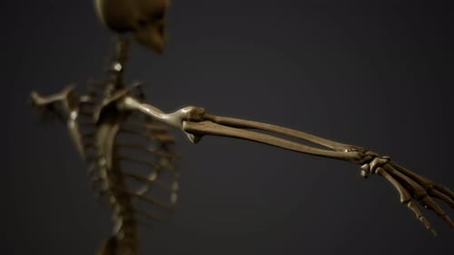 Knochen des menschlichen Skeletts