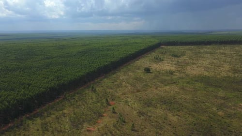 Deforestation in Brazil