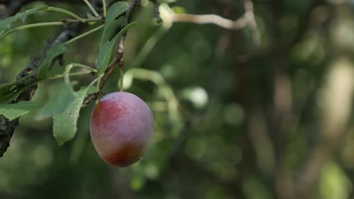 Gros plan d'une vidéo UHD de Prunus domestica 4K 2160p 30 images par seconde - Prunier violet peu profond DOF 3840X2160 U