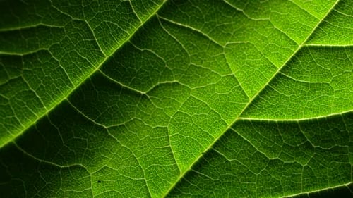 Green Leaf Analysis
