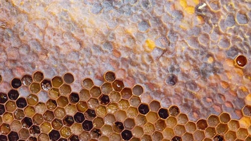 Zeitlupe eines Honigrahmens mit offenen sechseckigen Zellen mit Pollen und Perga