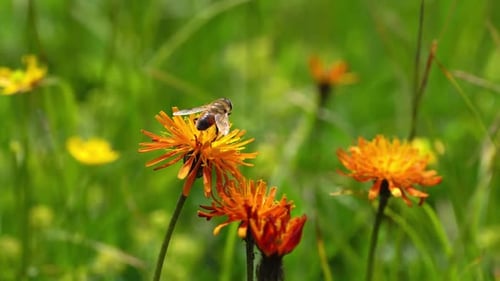 Wasp Collects Nectar from Flower Crepis Alpina