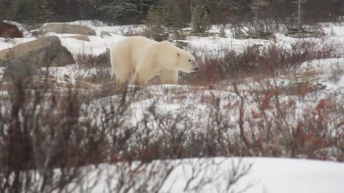 Großer männlicher Eisbär wandert durch ein felsiges Wintergelände.