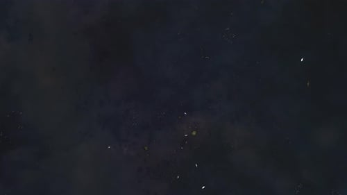 Beautiful Wild Swamp