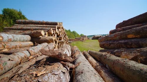Huge Stack of Logs on Meadow Near Sawmill on Sunny Day