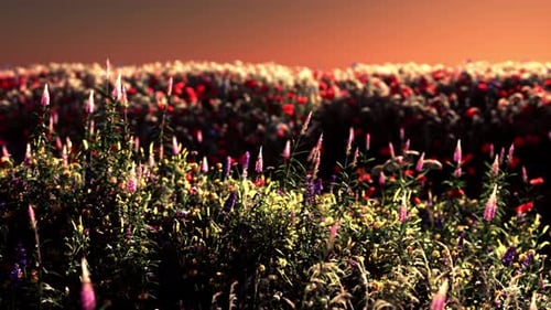 Field with Flowers During Summer Sundown