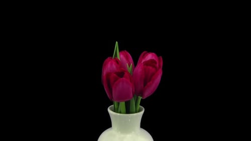 Blooming Magenta Tulips in Time Lapse on Black