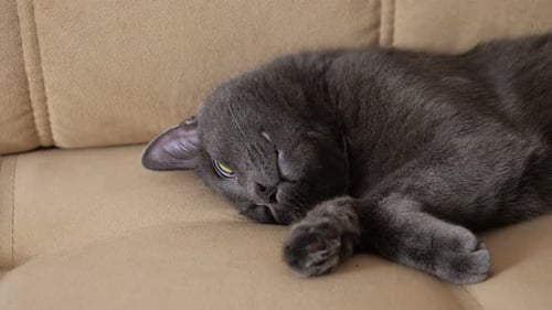 Gray Cat Relaxing on Beige Couch