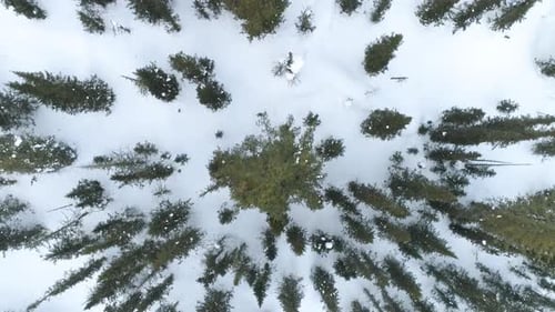 Verrou descendant sur les arbres d'hiver