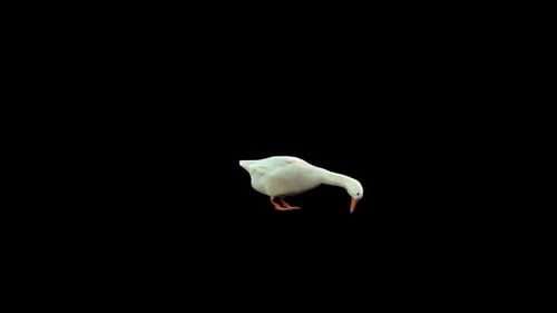 Animated White Goose Pecking With Alpha Channel