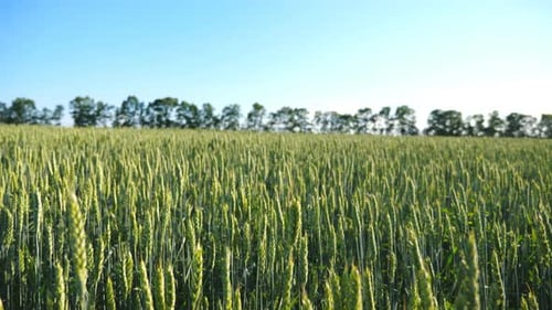Malerischer Blick auf weites Feld mit grünen Weizenstielen, die sich im Wind wiegen. Wunderschöne Naturszene bei Sunny