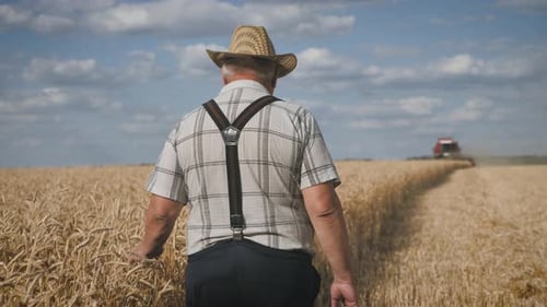 Senior Man Working in a Wheat Field. An Elderly Farmer in a Hat Walks Along the Ears of Wheat