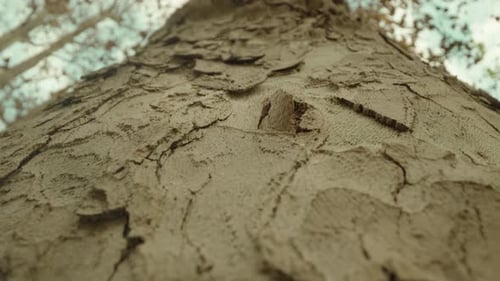 Écorce gaufrée d'un vieil arbre poussant dans le parc en automne