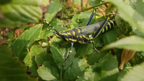 Aularches Miliaris est une espèce monotypique de sauterelle du genre Aularches