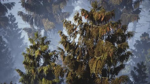 Forest 3d Aerial animation render 4K Ultra HD