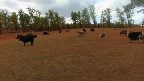 Yaks auf einem Feld, gefilmt von einem Fahrzeug in der Mongolei
