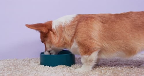 Cute Corgi Dog Eats from Bowl
