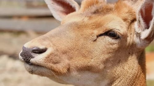A Family of Red Deer is Resting Lying on a Meadow in a National Park