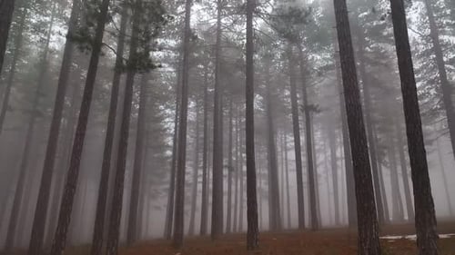 Textur des nebligen Waldes Luftbild Hintergrund 4 K