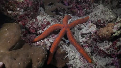 Orangenseesterne liegen nachts auf den Philippinen am Korallenriff