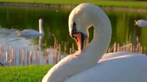 De cerca: cisne blanco picoteando plumas