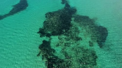 Seaweed and Coral Reef on a Clear Tropical Shallow Sea Floor With White Sand
